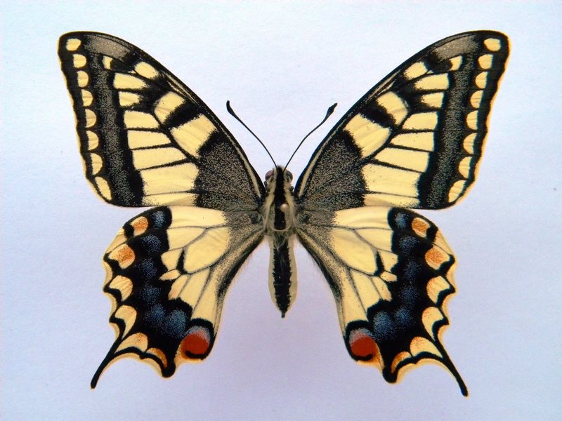 Papilio machaon (cold shock abb 2) (Internet Image property of respective owner, non-commercial use only)
